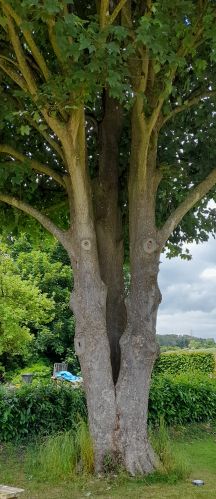 Tree with eyes