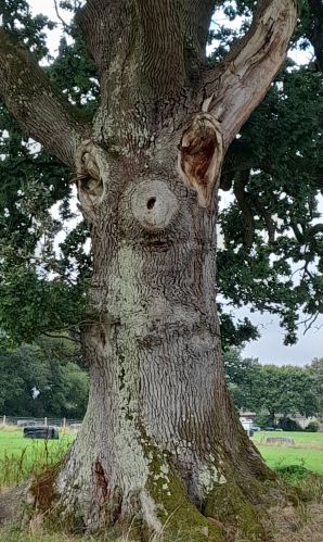 Face in tree