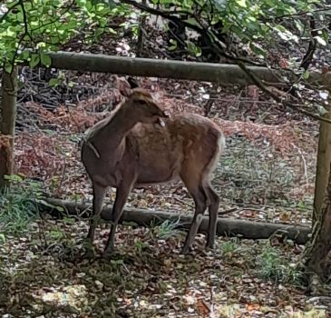 Sika deer