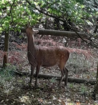 Sika deer