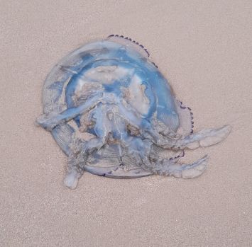 Barrell jellyfish