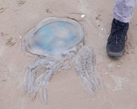 Giant jellyfish