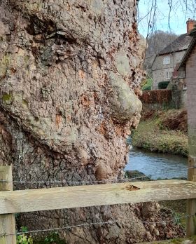 Tree with face!